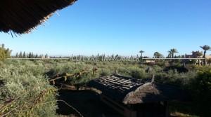 Beautiful plot for sale – T0101